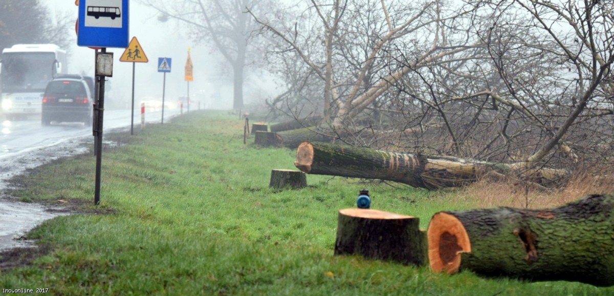 Inowrocław - Utrudnienia na DK 25, trwa wycinka drzew