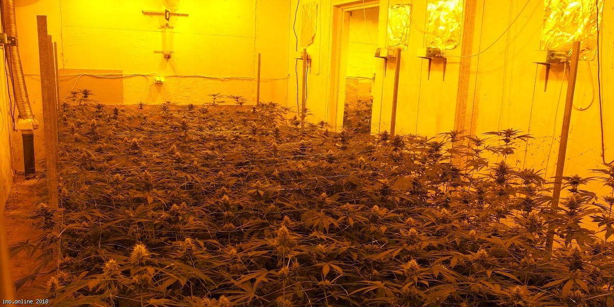 Kruszwica - Kolejna plantacja marihuany zlikwidowana