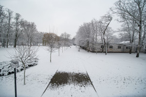 Solanki przykryte śniegiem - DSC_7553