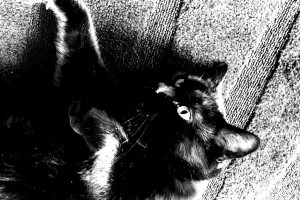 Galeria inowrocławskich kotów - blackcat