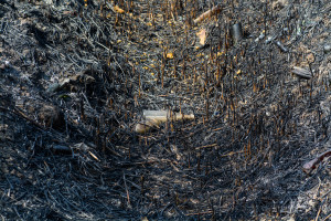 Krajobraz po pożarze na Kozłówce - Document NamelB_1