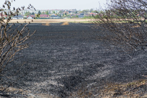 Krajobraz po pożarze na Kozłówce - Document NamelB_2