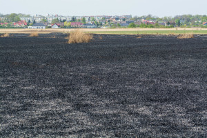 Krajobraz po pożarze na Kozłówce - Document NamelB_9