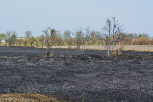 Krajobraz po pożarze na Kozłówce - Document NamelB_12