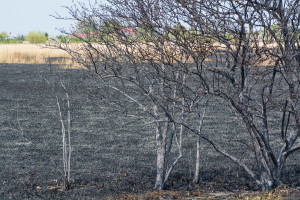 Krajobraz po pożarze na Kozłówce - Document NamelB_15