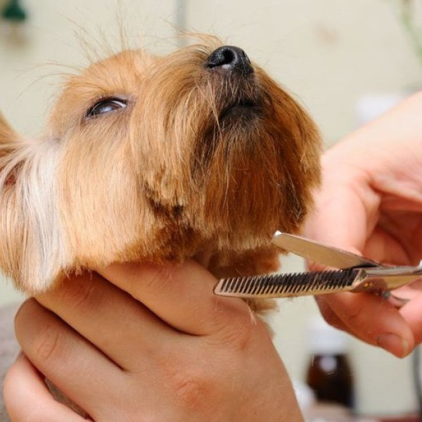 Fryzjer dla psa, strzyżenie psów, salon strzyżenia, pielęgnacji, fryzjer dla psów