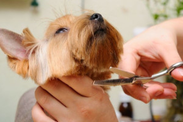 |Fryzjer dla psa, strzyżenie psów, salon strzyżenia, pielęgnacji, fryzjer dla psów