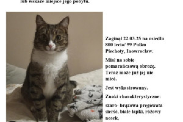 |Zaginął kot Rysio