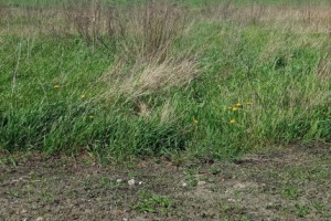 |Na sprzedaż działka budowlana w Jacewie-okolice ul. Św. Ducha w Inowrocławiu