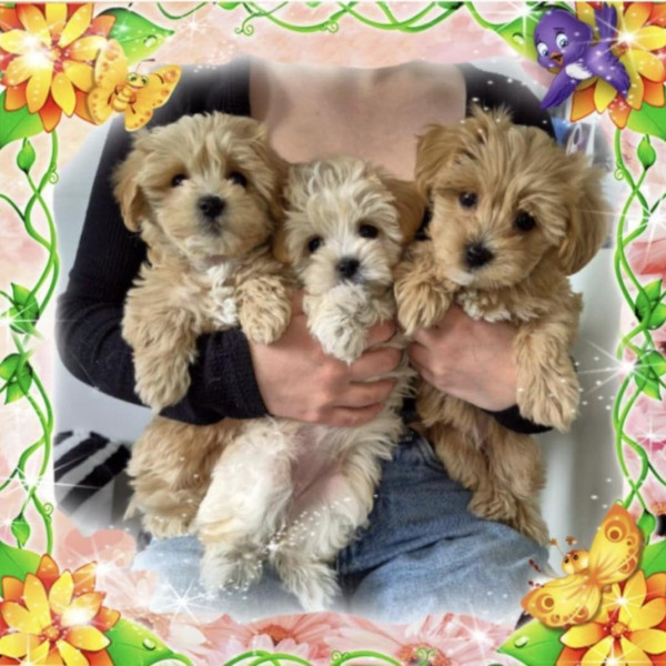 Suczki Maltipoo F1 gotowe do nowych domków