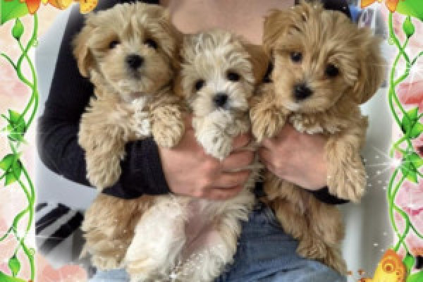 |Suczki Maltipoo F1 gotowe do nowych domków 