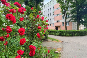 |Dwustronne 63m2 z balkonem przy ul. Łokietka