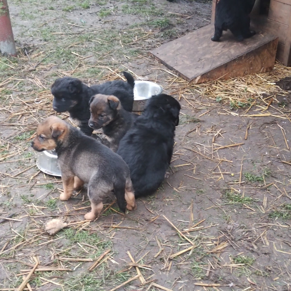 Oddam szczenięta w dobre ręce 🐕