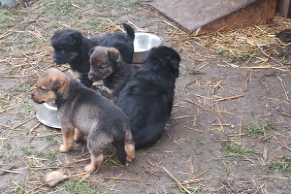 |Oddam szczenięta w dobre ręce 🐕