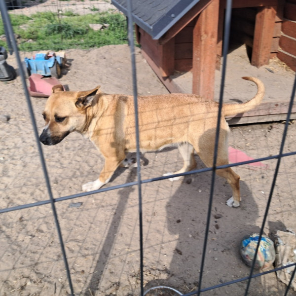 Oddam Suczke Lili do dobrego domu