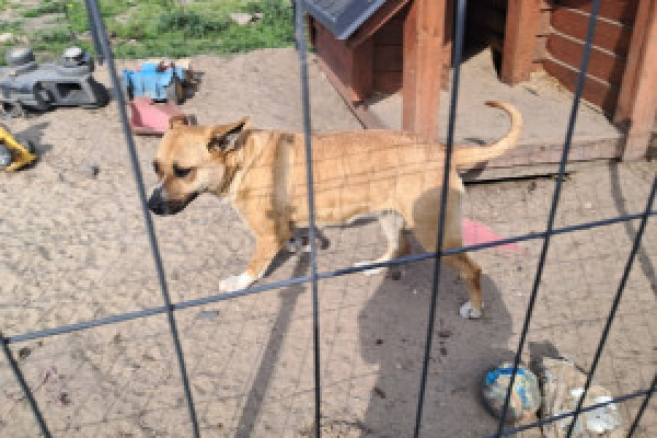 |Oddam Suczke Lili do dobrego domu