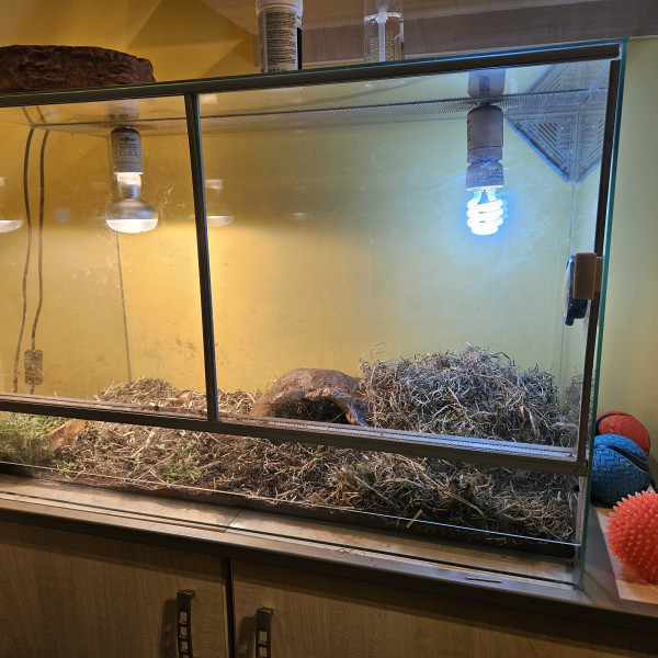Terrarium dla żółwia 