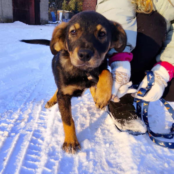 Szczenięta pilnie szukają domów 