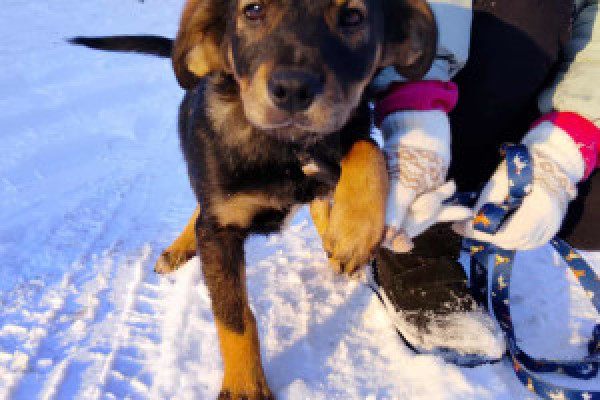 |Szczenięta pilnie szukają domów 