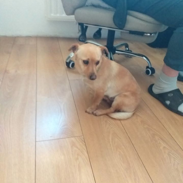 Mały Reksio szuka domu