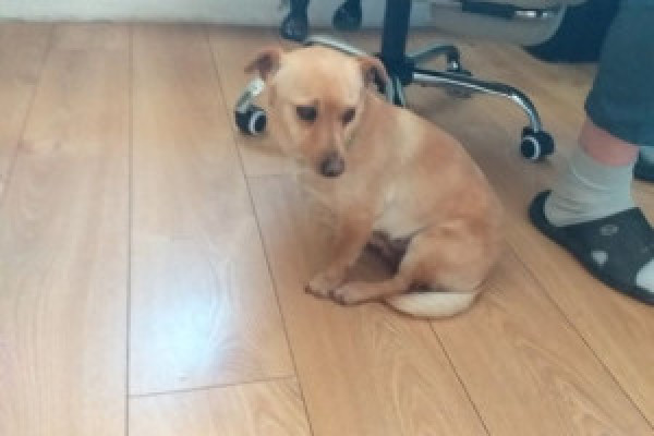 |Mały Reksio do adopcji