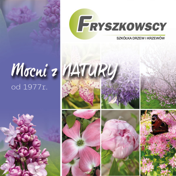 Zatrudnię - szkółka drzew i krzewów