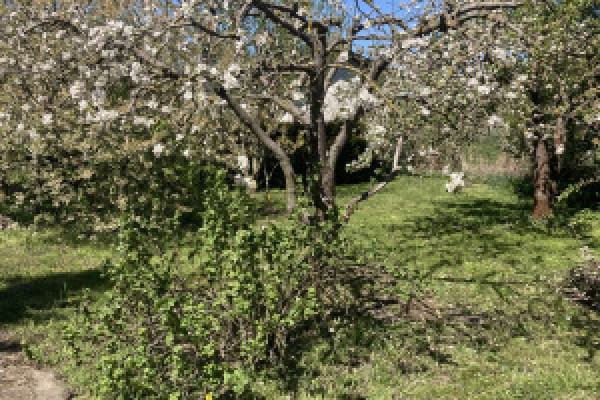 |Piękna, zadbana, duża działka ROD