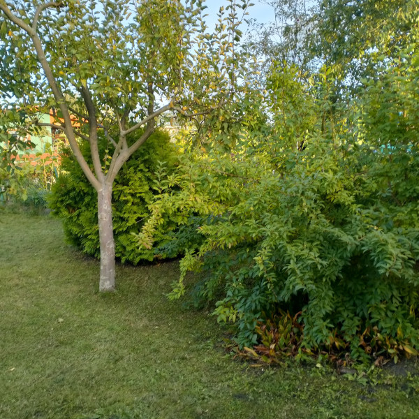 Sprzedam działkę ROD o powierzchni 300 m²