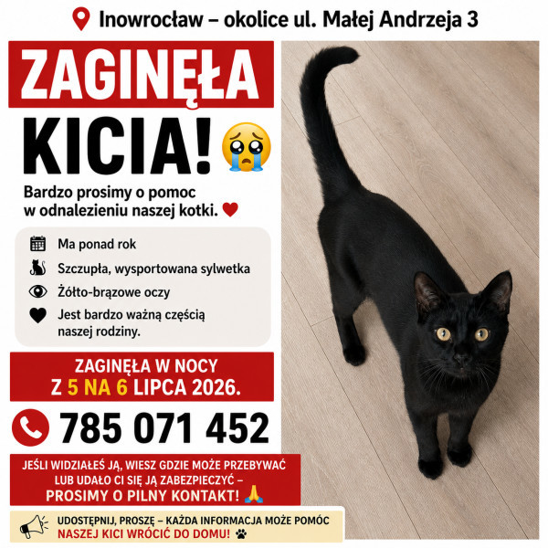 Zaginęła czarna młoda kotka okolice Małej Andrzeja 3, Inowrocław 