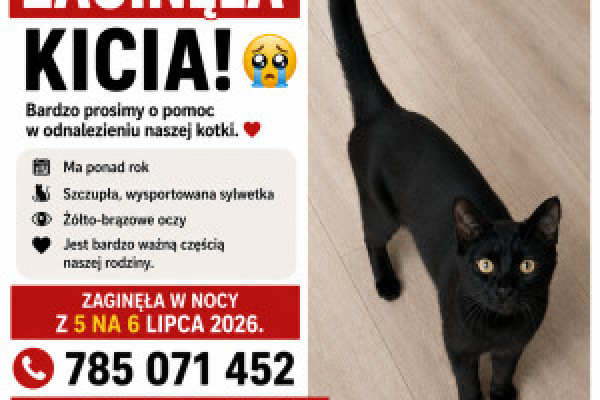 |Zaginęła czarna młoda kotka okolice Małej Andrzeja 3, Inowrocław 