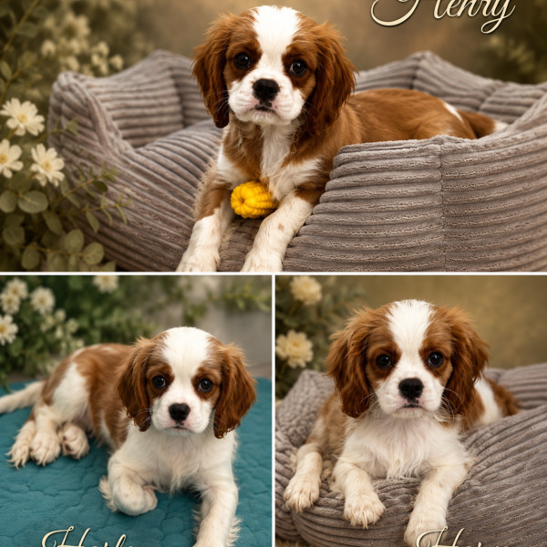 Sprzedam szczeniaka cavalier King Charles spaniel 