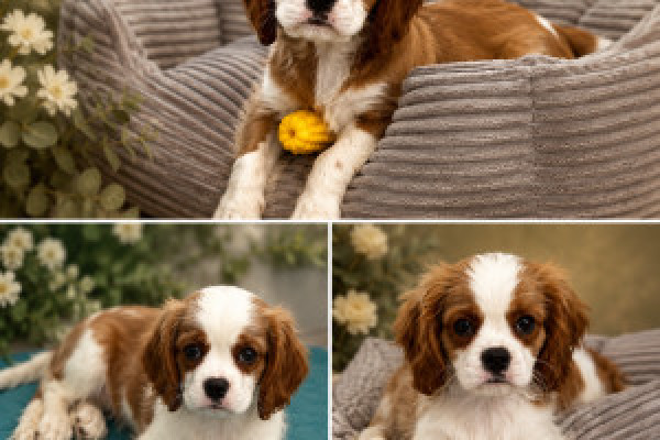 |Sprzedam szczeniaka cavalier King Charles spaniel 