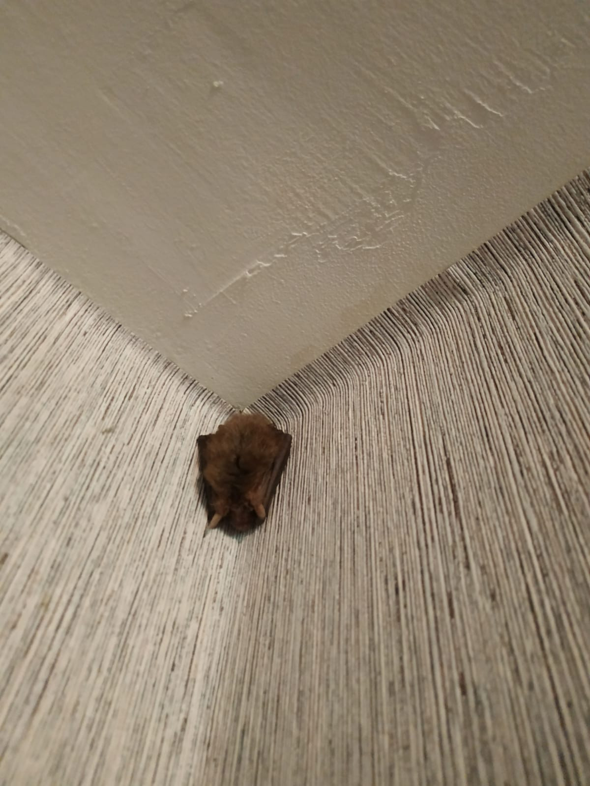 117290808_721539778698664_309597539611100886_o