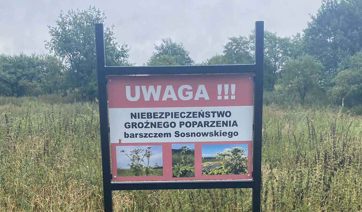 tablica_barszcz_sosnowskiego