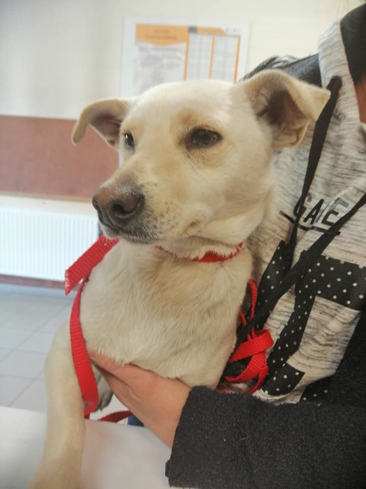 54256977_368684623984183_3291302772581859328_n