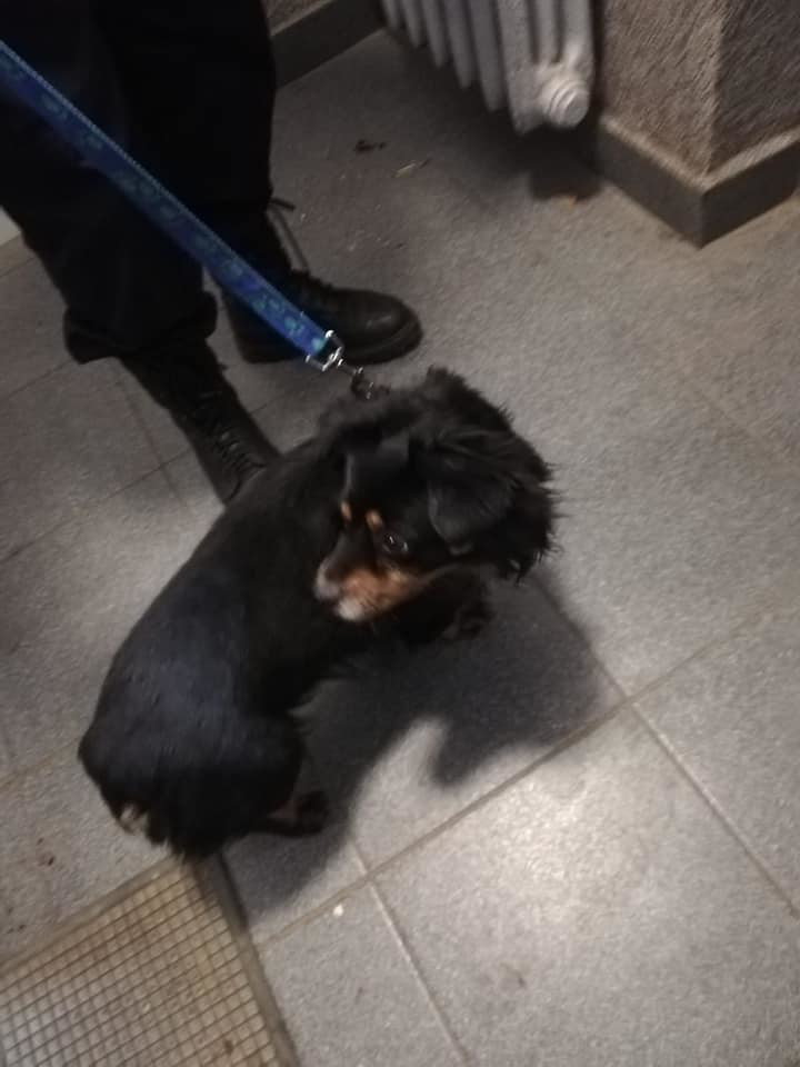 53549383_369497873902858_7983037373564846080_n