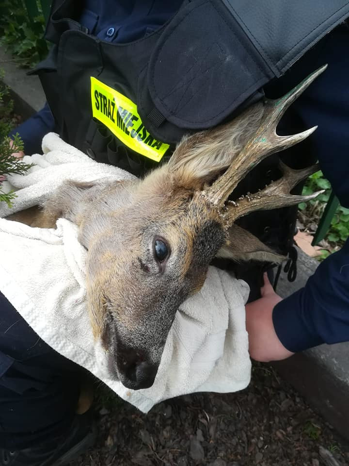 59433257_396654137853898_1407324714040295424_n