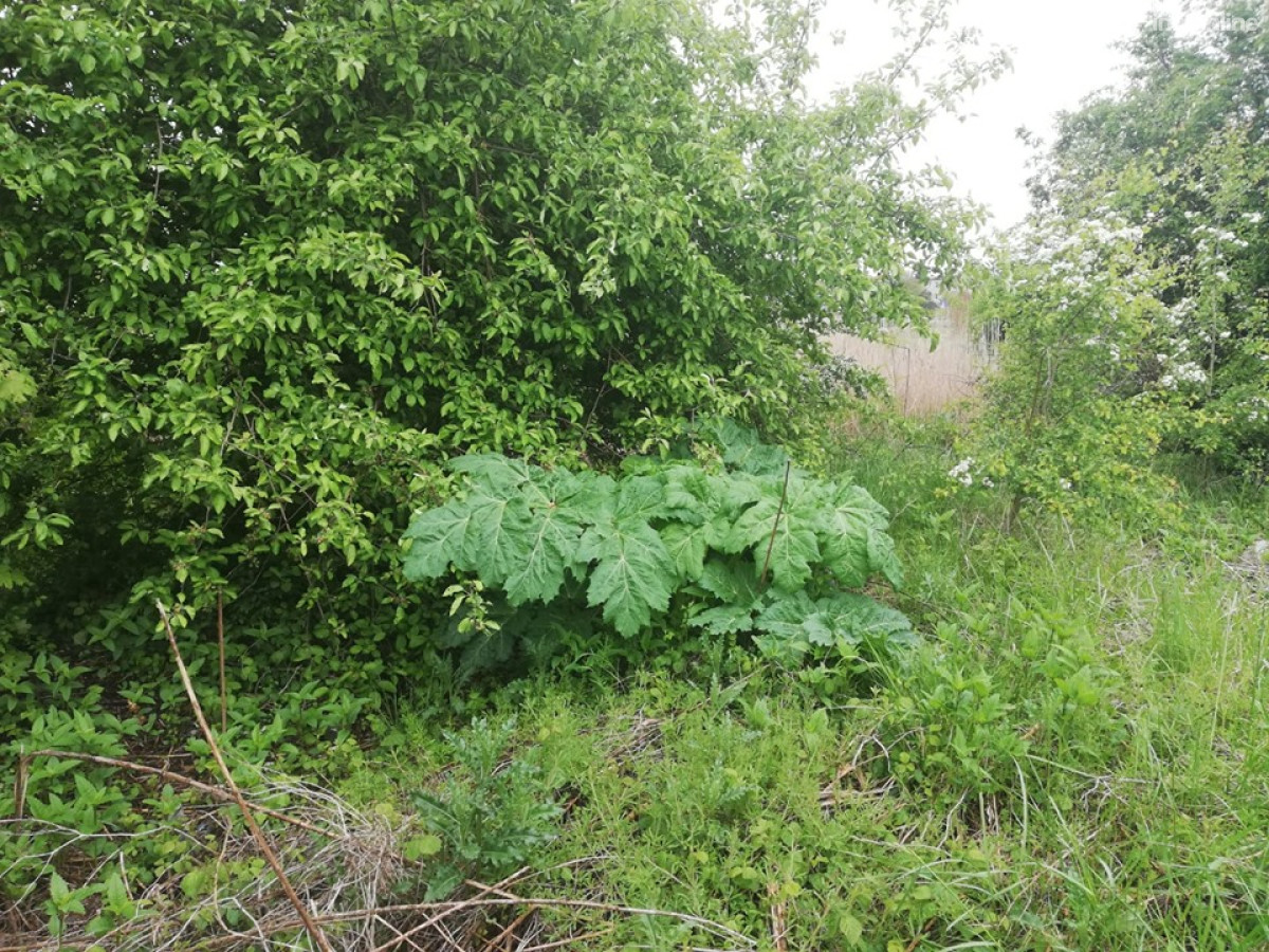 60342823_405183927000919_8751289259110957056_n