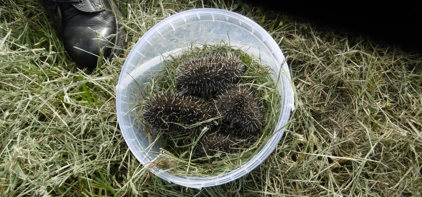 62088449_416114149241230_3201445756032516096_o