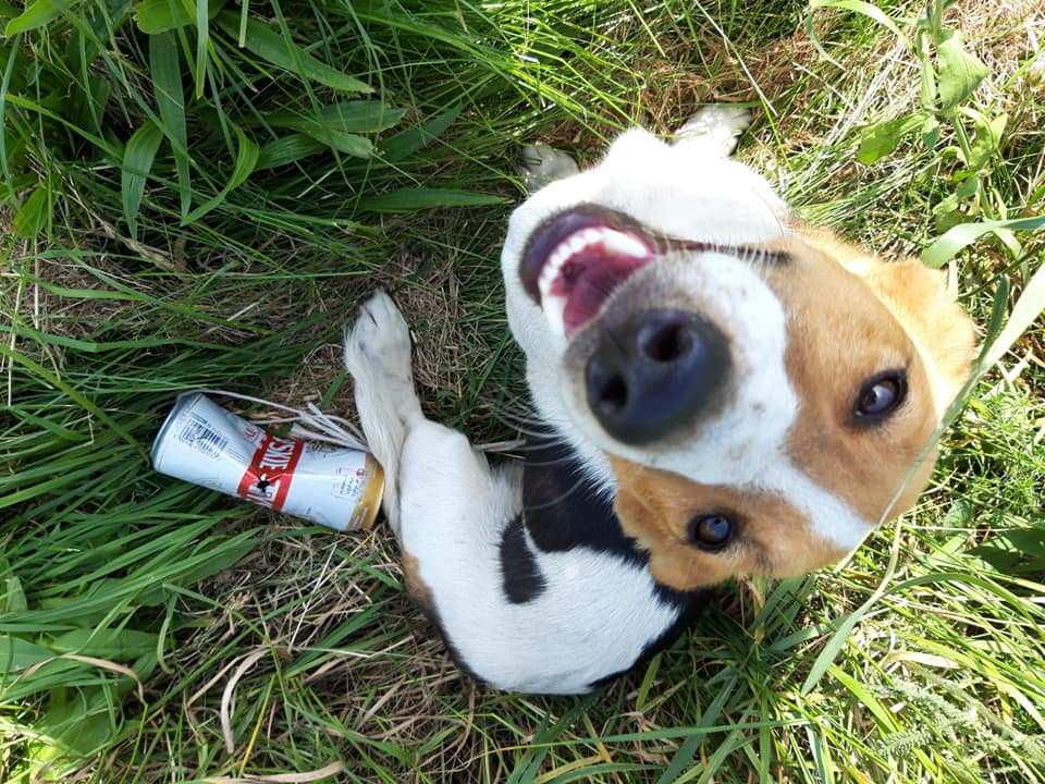 62356225_1945847492186214_1810413626767441920_n