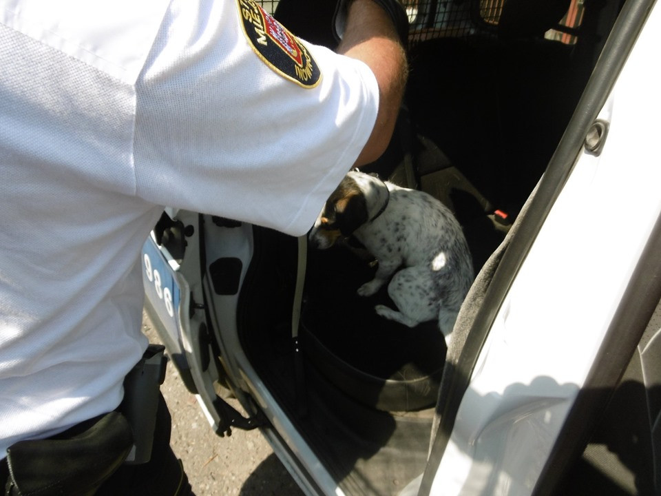 62653426_422648788587766_6217173093211701248_n