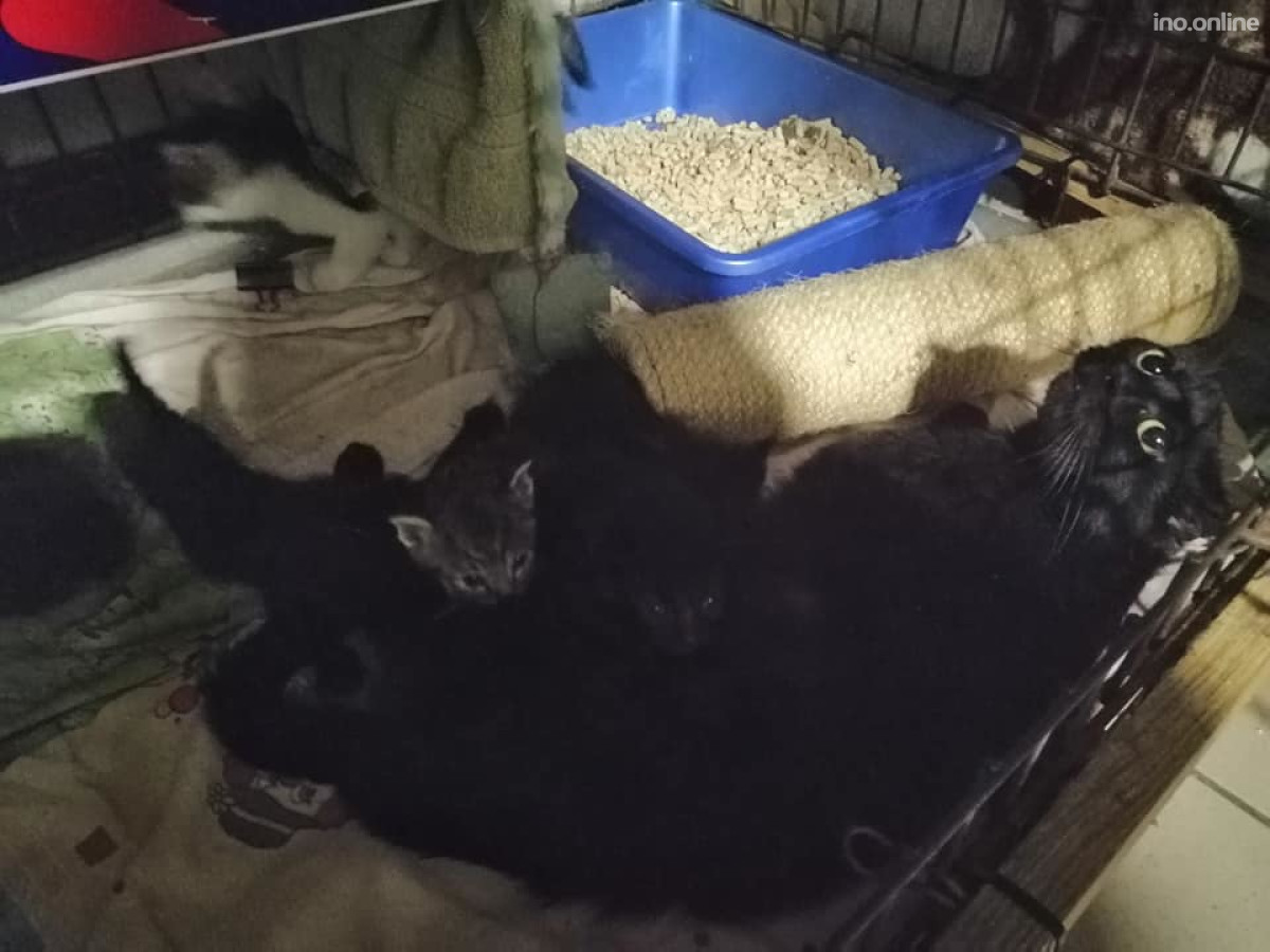 64280614_423197881866190_5302305584119283712_n