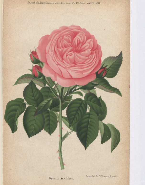 66103488_406248669977419_3635645062504775680_n