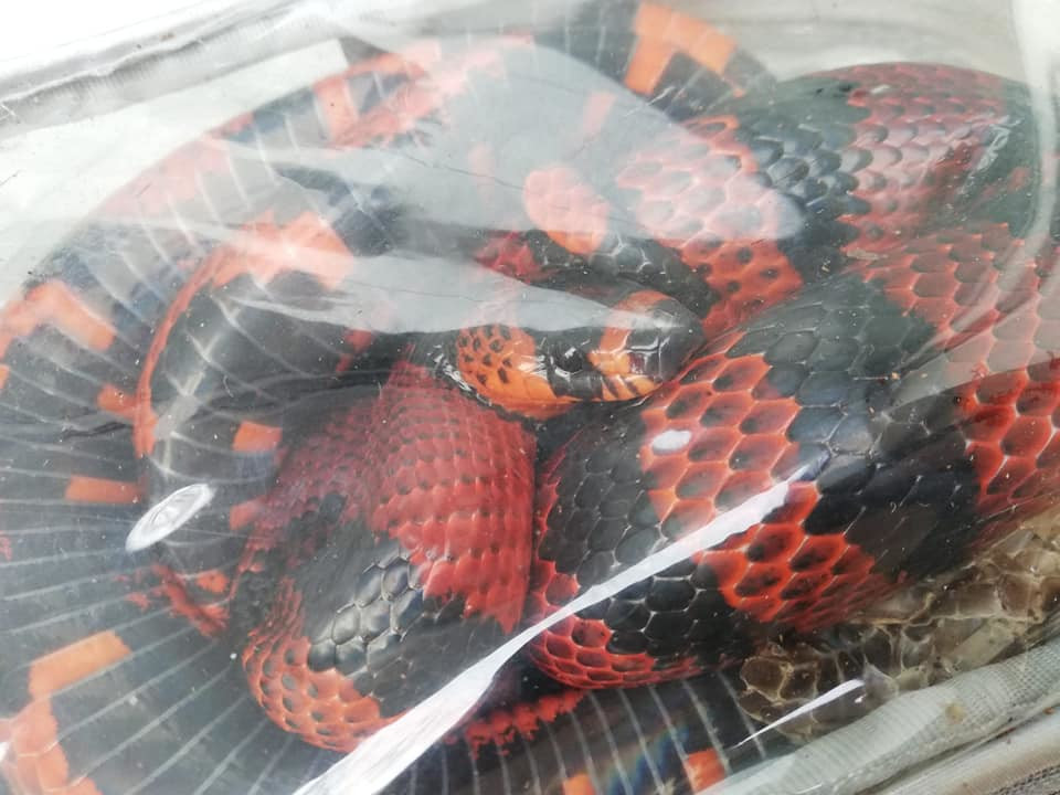 74586043_507874180065226_501979559759970304_n