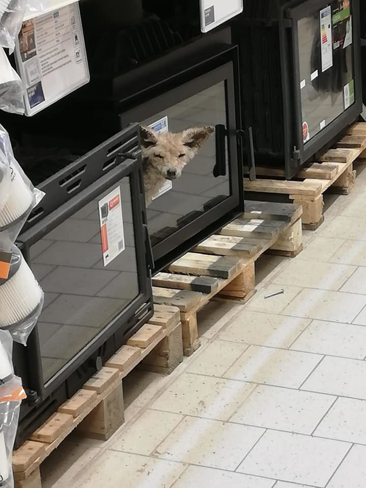 79021214_535834147269229_741880571600306176_n