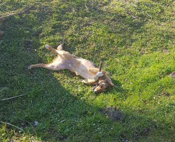 91124229_627314051454571_867401188394401792_n