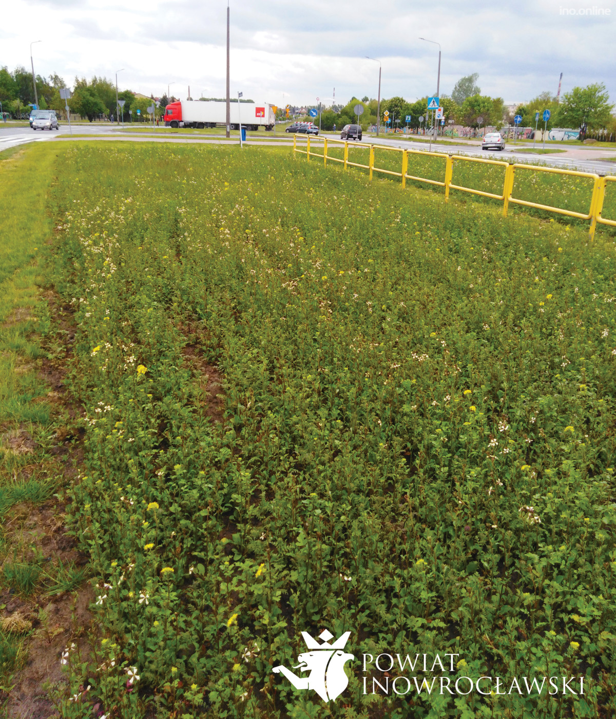 Rośnie łąka kwietna 01