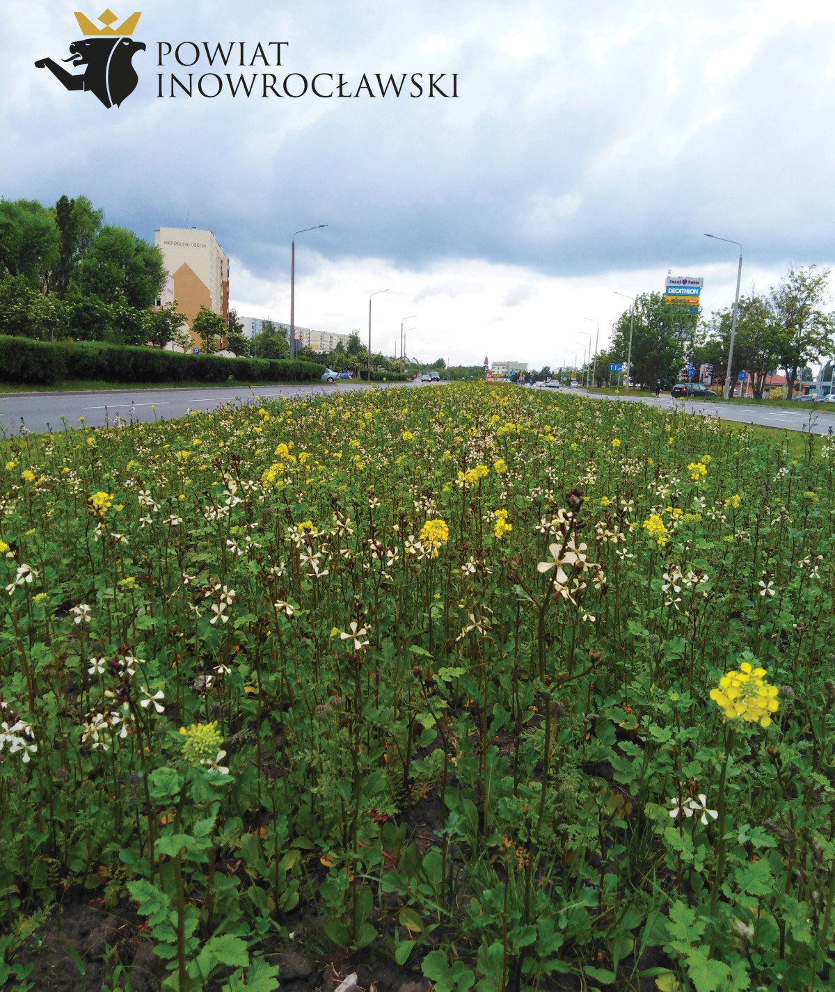 Rośnie łąka kwietna 03