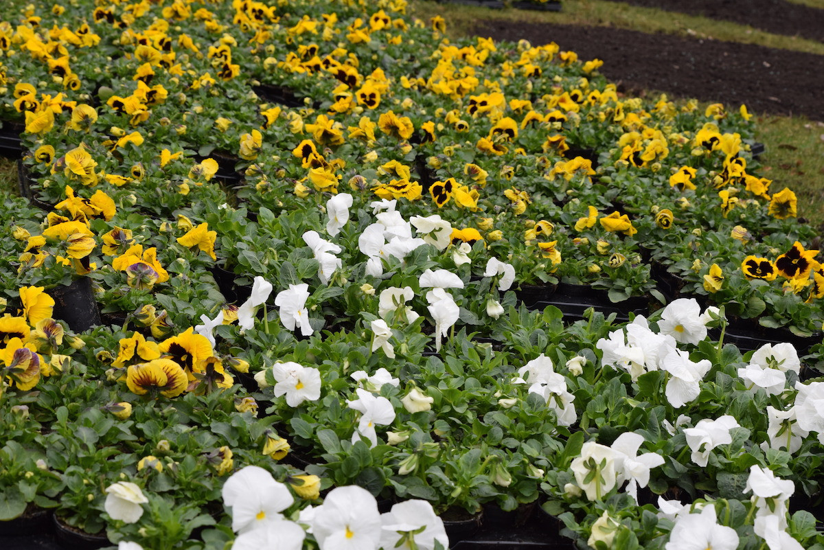 Wiosenne nasadzenia 7