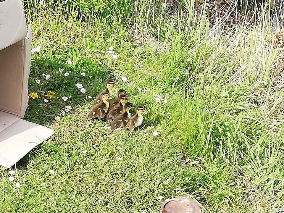 184150636_906239716895335_8318535029454398008_n